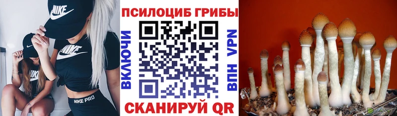 Псилоцибиновые грибы GOLDEN TEACHER Бузулук